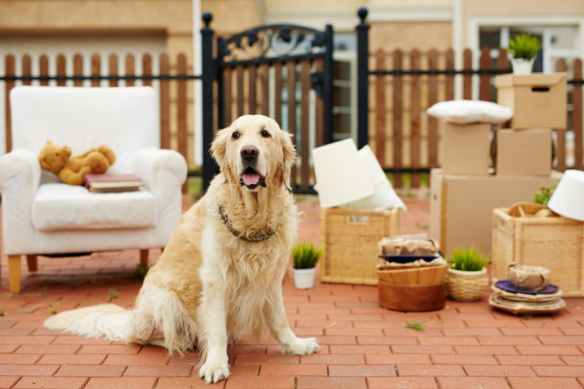 Great tips from American Moving and Hauling for moving with pets